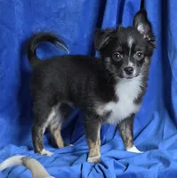 Tango Little Brother, a male Chihuahua and Miniature Aussiedoodle for sale in Wasilla, AK – 1 of 9