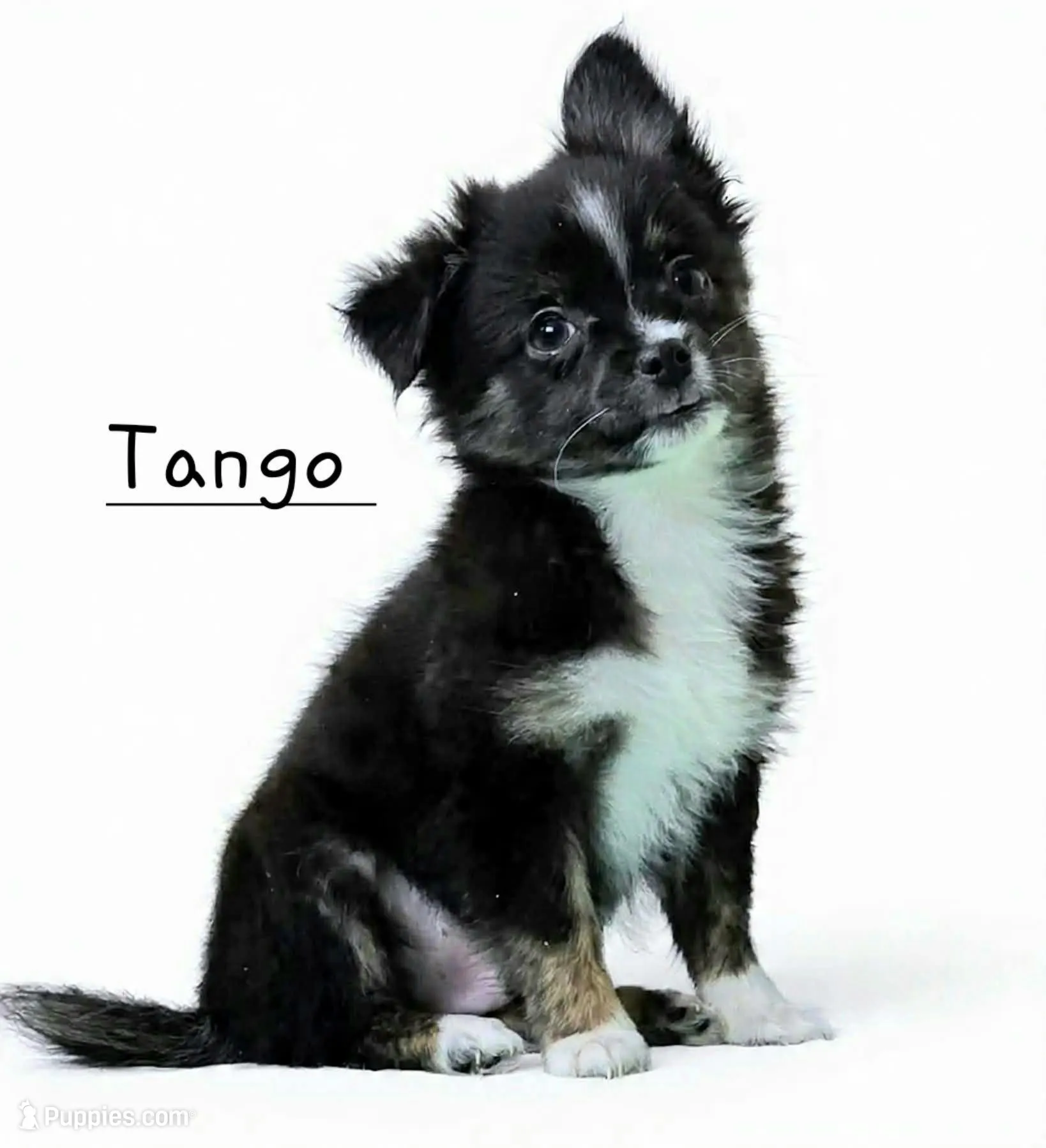 Tango Little Brother, a male Chihuahua and Miniature Aussiedoodle for sale in Wasilla, AK – Photo 1 of 7