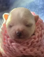 Girl1, a female Chihuahua for sale in Wasilla, AK – 2 of 2