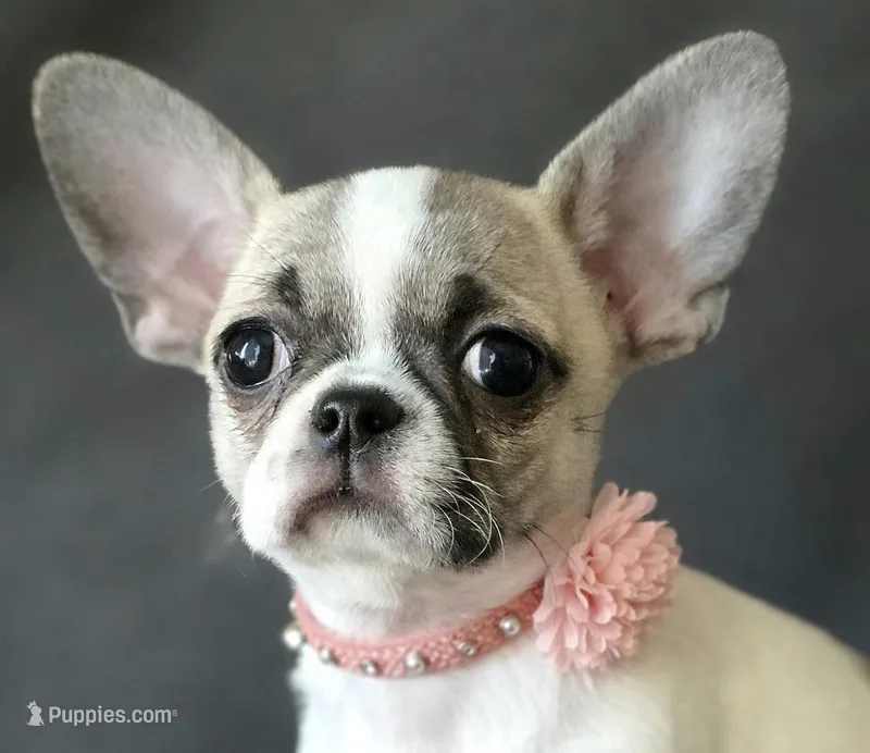 Bianca – Chihuahua puppy for sale in Wasilla, AK