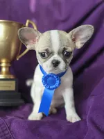 Bianca, a female Chihuahua for sale in Wasilla, AK – Photo 3 of 5