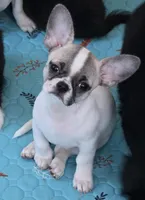 Bianca, a female Chihuahua for sale in Wasilla, AK – Photo 4 of 5