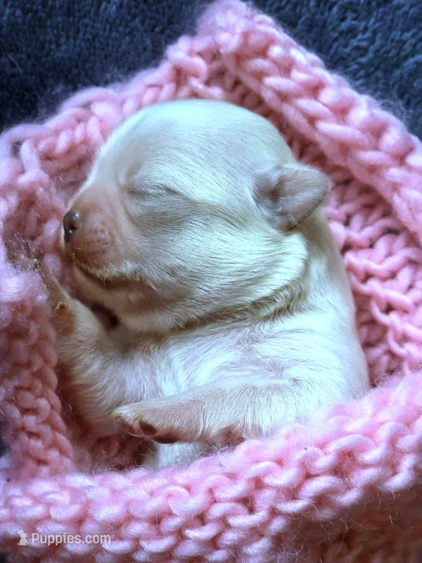 Girl1 – Chihuahua puppy for sale in Wasilla, AK