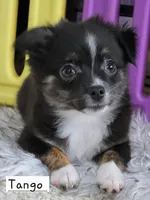 Tango Little Brother, a male Chihuahua and Miniature Aussiedoodle for sale in Wasilla, AK – 6 of 9