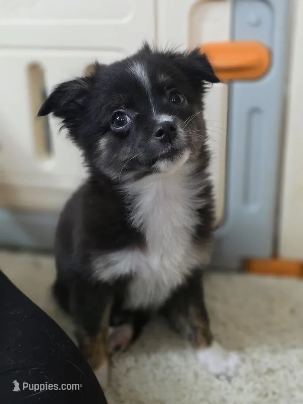 Tango Little Brother – Chihuahua, Miniature Aussiedoodle puppy for sale in Wasilla, AK
