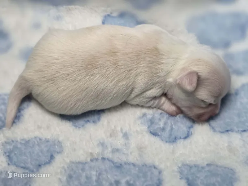 Boy1 – Chihuahua puppy for sale in Wasilla, AK