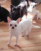 Mercedes, a female Chihuahua for sale in Wasilla, AK – 5 of 7