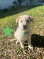 White German Shepherd, a male German Shepherd Dog for sale in Alachua, FL – 4 of 4