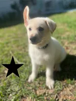 White German Shepherd, a male German Shepherd Dog for sale in Alachua, FL – 1 of 4