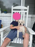 White German Shepherd, a male German Shepherd Dog for sale in Alachua, FL – 2 of 4
