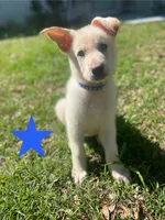 White German Shepherd, a male German Shepherd Dog for sale in Alachua, FL – 3 of 4