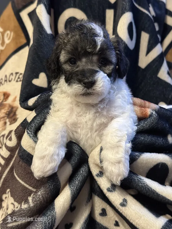 Lizzy – Poodle - Toy  puppy for sale in Florence, AZ
