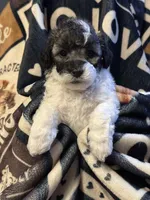 Lizzy, a female Poodle - Toy  for sale in Florence, AZ – 1 of 3