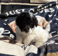 Sheeba, a female Poodle - Toy  for sale in Florence, AZ – 3 of 3