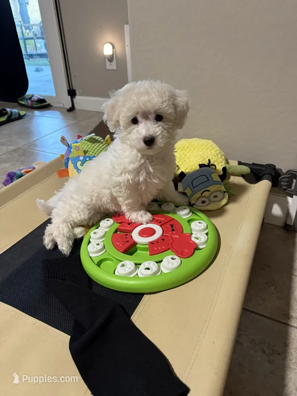 Ida – Poodle - Toy  puppy for sale in Florence, AZ