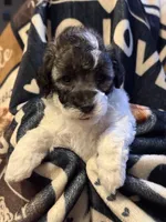 Lizzy, a female Poodle - Toy  for sale in Florence, AZ – 2 of 3
