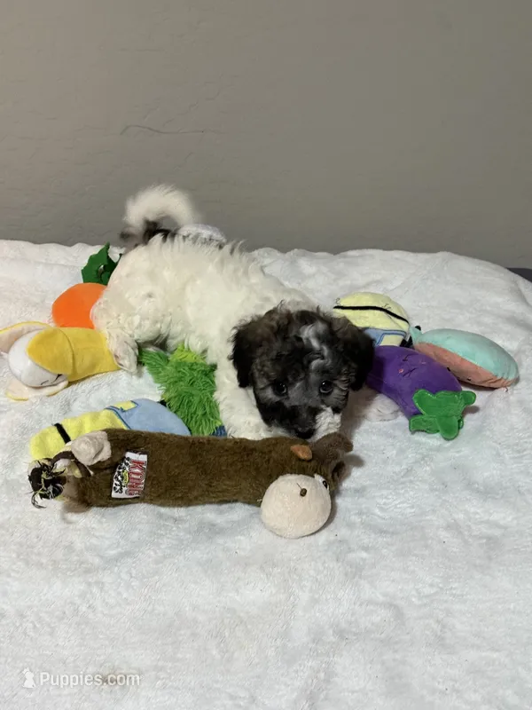 Lizzy – Poodle - Toy  puppy for sale in Florence, AZ