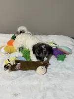 Lizzy, a female Poodle - Toy  for sale in Florence, AZ – 2 of 6