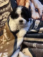 Sysco, a male Poodle - Toy  for sale in Florence, AZ – 2 of 2