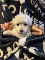 Ida, a female Poodle - Toy  for sale in Florence, AZ – 3 of 3