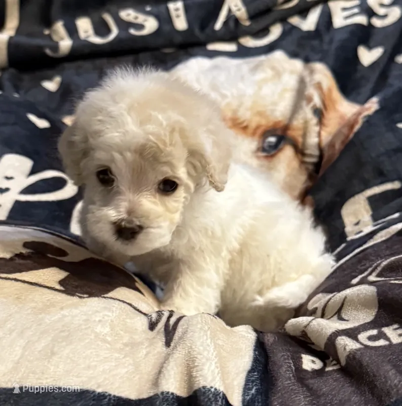 Nemo – Poodle - Toy  puppy for sale in Florence, AZ