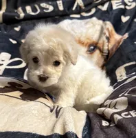 Nemo, a male Poodle - Toy  for sale in Florence, AZ – 1 of 2