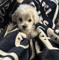 Nemo, a male Poodle - Toy  for sale in Florence, AZ – 2 of 2