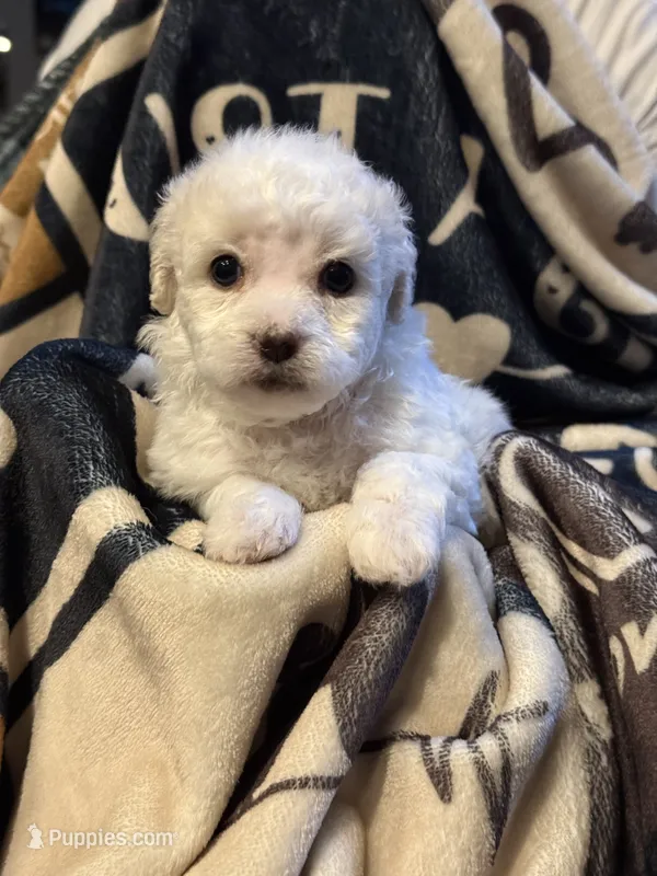 Grace – Poodle - Toy  puppy for sale in Florence, AZ