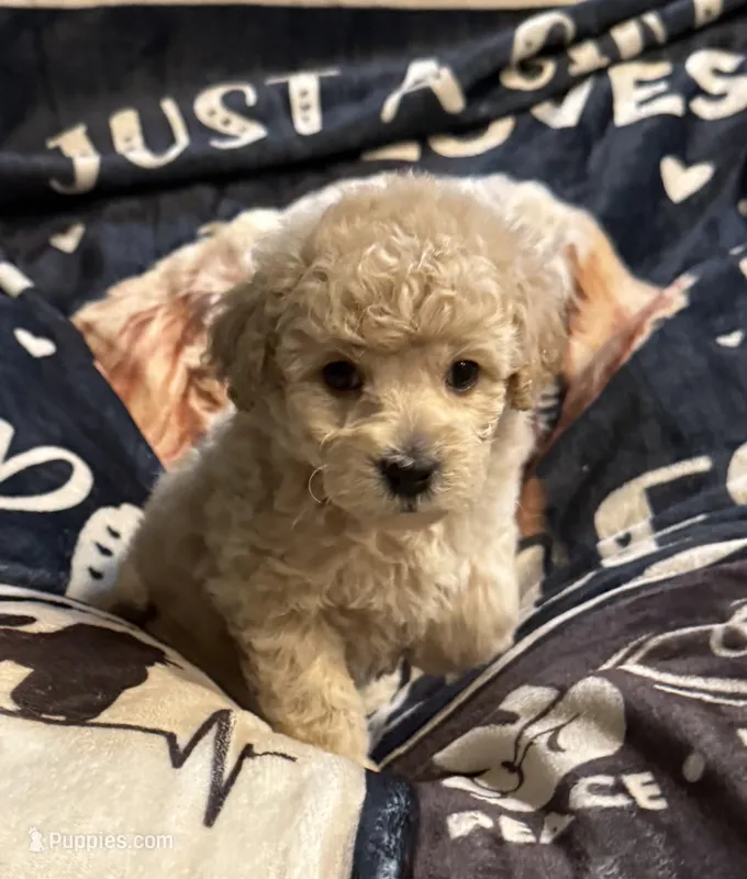 Elijah, a male Poodle - Toy  for sale in Florence, AZ – 1 of 2