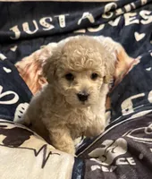 Elijah, a male Poodle - Toy  for sale in Florence, AZ – 1 of 2