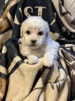 Grace, a female Poodle - Toy  for sale in Florence, AZ – 2 of 3
