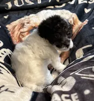 Sheeba, a female Poodle - Toy  for sale in Florence, AZ – 2 of 3