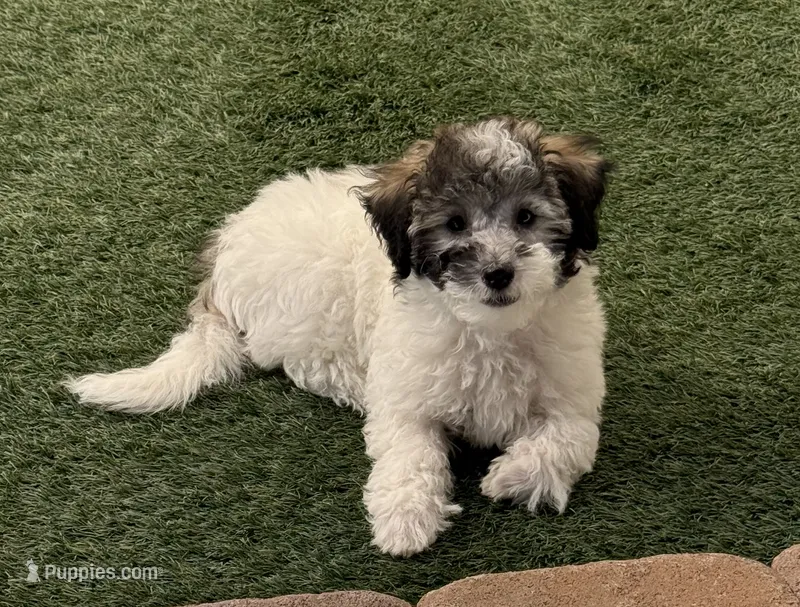 Lizzy – Poodle - Toy  puppy for sale in Florence, AZ