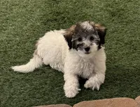 Lizzy, a female Poodle - Toy  for sale in Florence, AZ – 1 of 6