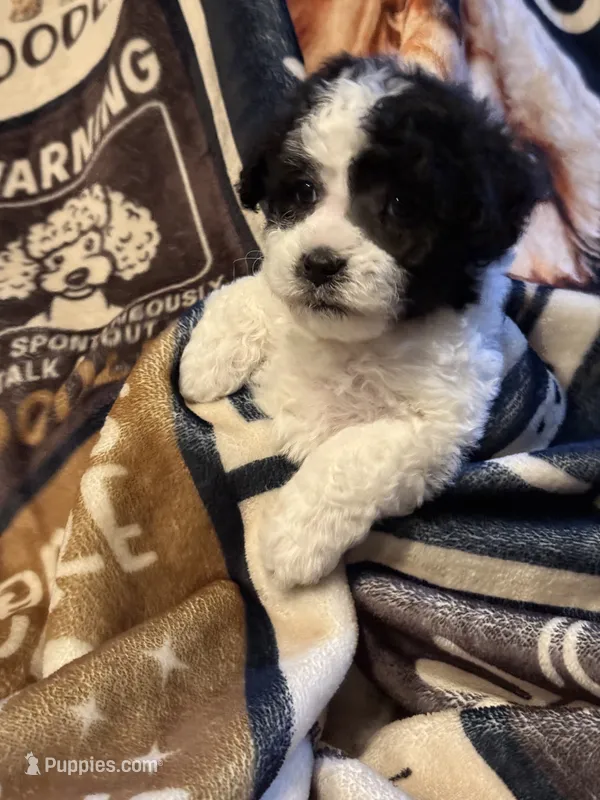 Sysco – Poodle - Toy  puppy for sale in Florence, AZ