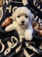 Ida, a female Poodle - Toy  for sale in Florence, AZ – 2 of 3