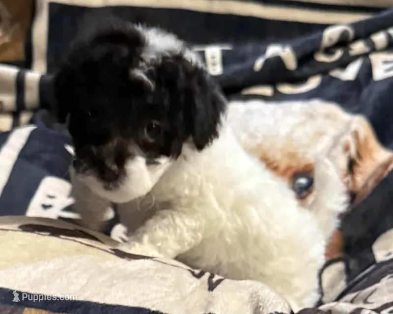Sheeba – Poodle - Toy  puppy for sale in Florence, AZ