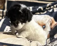 Sheeba, a female Poodle - Toy  for sale in Florence, AZ – 1 of 3