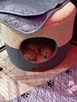 Elijah, a male Poodle - Toy  for sale in Florence, AZ – 2 of 2