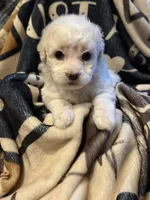 Grace, a female Poodle - Toy  for sale in Florence, AZ – 3 of 3