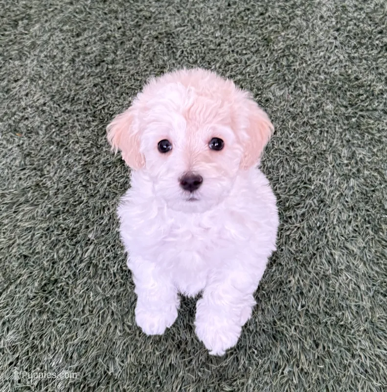 Nemo – Poodle - Toy  puppy for sale in Florence, AZ