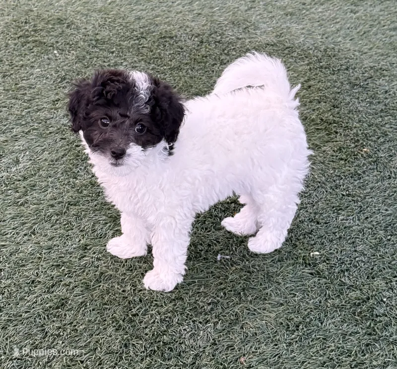 Sheeba – Poodle - Toy  puppy for sale in Florence, AZ
