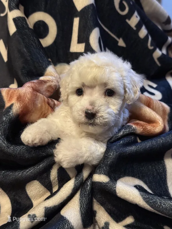 Ida – Poodle - Toy  puppy for sale in Florence, AZ