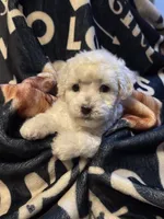Ida, a female Poodle - Toy  for sale in Florence, AZ – 1 of 3