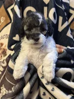 Lizzy, a female Poodle - Toy  for sale in Florence, AZ – 3 of 3