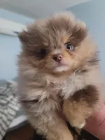 Emma, a female Pomeranian for sale in Smithfield, RI – Photo 8 of 8