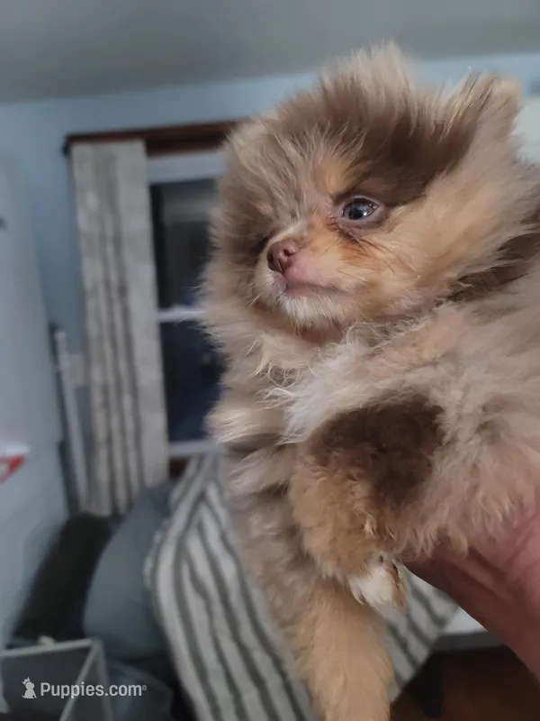 Emma – Pomeranian puppy for sale in Smithfield, RI