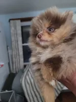 Emma, a female Pomeranian for sale in Smithfield, RI – Photo 4 of 8