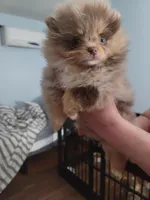 Emma, a female Pomeranian for sale in Smithfield, RI – Photo 5 of 8