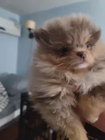 Emma, a female Pomeranian for sale in Smithfield, RI – Photo 7 of 8